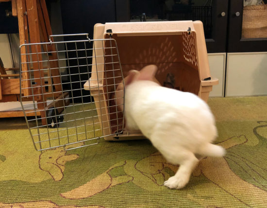 Photo inspiration: Visual Reference: Reduce Rabbit Travel Stress With Crate Training