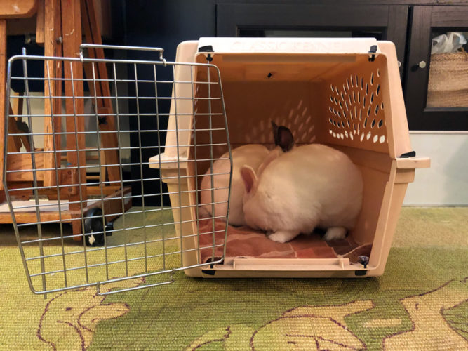 Reduce Rabbit Travel Stress with Crate Training The Bunbrary Blog