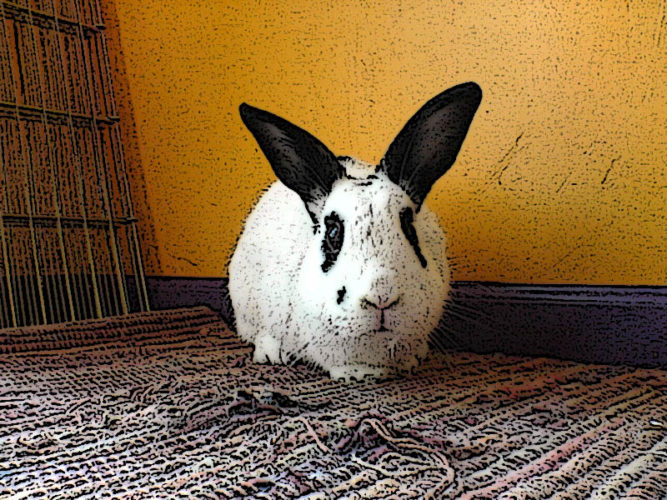 Does your pet rabbit trust you? The Bunbrary Blog