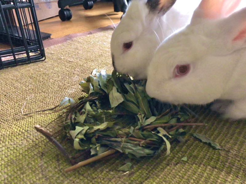 Insider's Guide to Rabbit Toys - The Bunbrary Blog