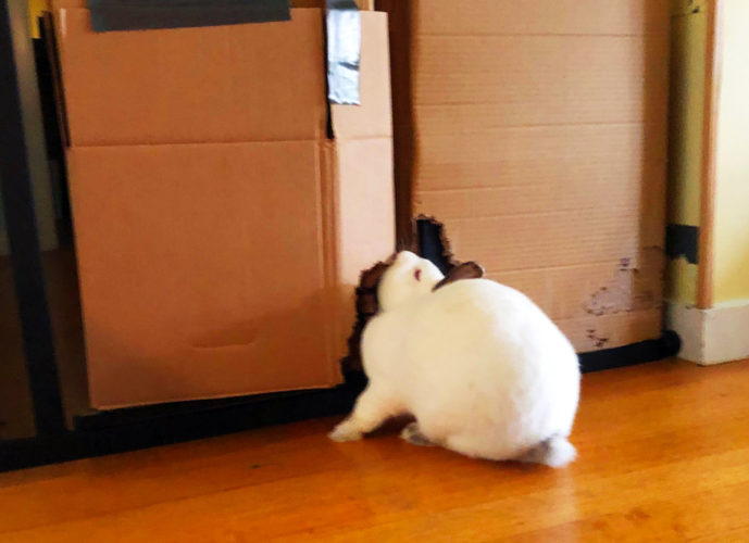 The Gate Crasher Stop Unwanted Rabbit Behavior Bunbrary