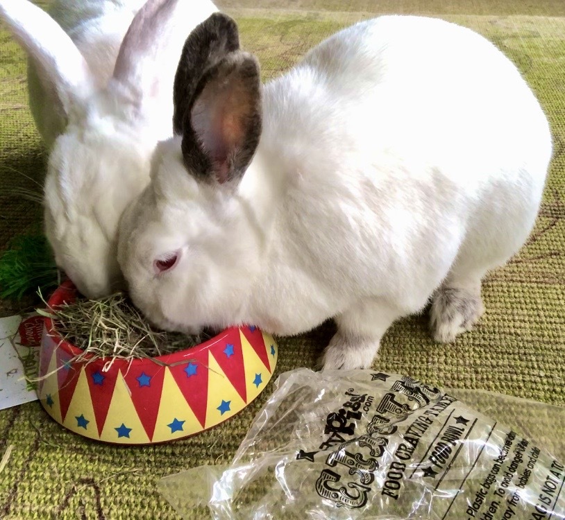 https://www.bunbrary.com/wp-content/uploads/2021/06/Bunnies-that-lunch-french-hay.jpg