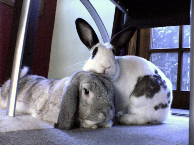 Bunography of Sammy the Rabbit