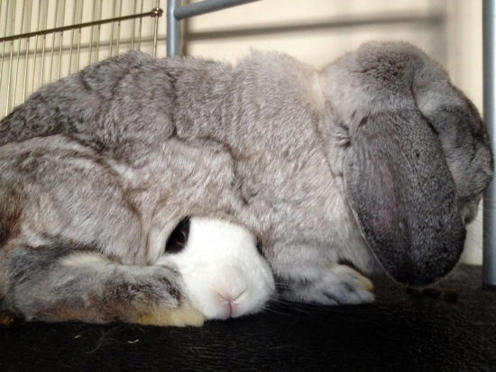 Bunography of Sammy the Rabbit